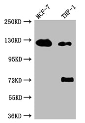 AR Recombinant Monoclonal Antibody