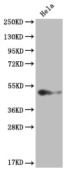 BMP4 Recombinant Monoclonal Antibody