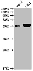 IRAK4 Recombinant Monoclonal Antibody