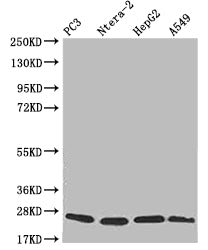 PRDX3 Recombinant Monoclonal Antibody