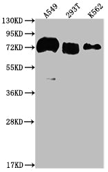 CD55 Recombinant Monoclonal Antibody