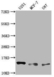 TNFRSF12A Recombinant Monoclonal Antibody