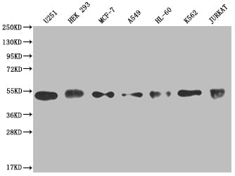 COPS3 Recombinant Monoclonal Antibody