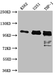 ITCH Recombinant Monoclonal Antibody