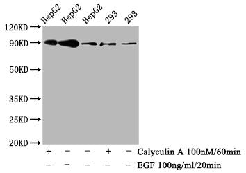 Phospho-NFE2L2 (S40) Recombinant Monoclonal Antibody