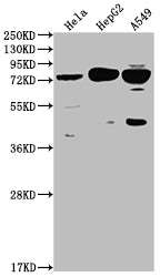 HTR2C Recombinant Monoclonal Antibody