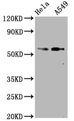 Phospho-SMAD2 (S250) Antibody