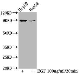 Phospho-RPS6KA1 (T359+S363) Antibody