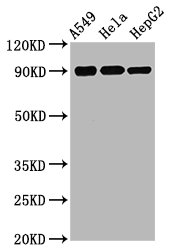 Phospho-RPS6KA1 (S380) Antibody