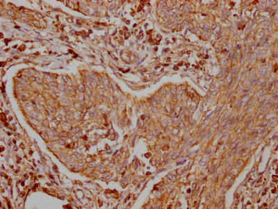 TRAF2 Antibody