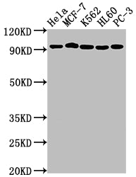 TOP1 Antibody