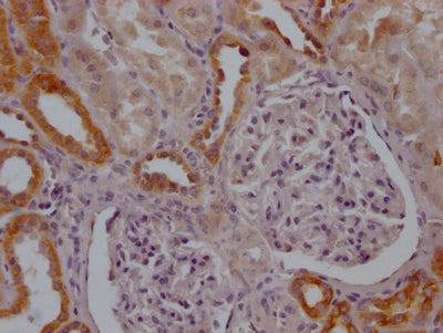 MFN2 Recombinant Monoclonal Antibody