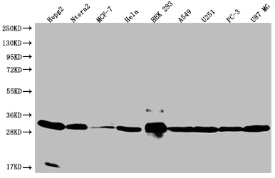 BCAP31 Recombinant Monoclonal Antibody