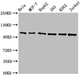 CDC5L Recombinant Monoclonal Antibody