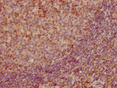 CCL19 Recombinant Monoclonal Antibody