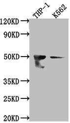 FDFT1 Recombinant Monoclonal Antibody