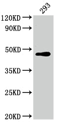 JUN Recombinant Monoclonal Antibody