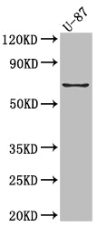 PTGS2 Recombinant Monoclonal Antibody
