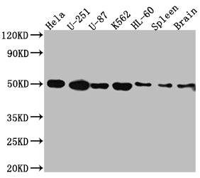 DRD3 Recombinant Monoclonal Antibody