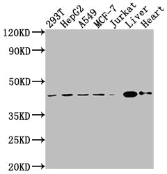 AGTR2 Recombinant Monoclonal Antibody