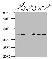 OPRD1 Recombinant Monoclonal Antibody