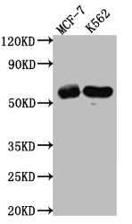 HDAC2 Recombinant Monoclonal Antibody