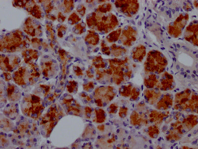 LTF Recombinant Monoclonal Antibody