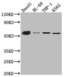 CD27 Recombinant Monoclonal Antibody