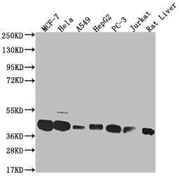 MAS1L Recombinant Monoclonal Antibody