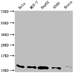 TXN Recombinant Monoclonal Antibody