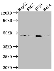 CD274 Recombinant Monoclonal Antibody