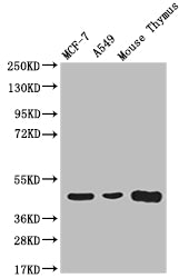 ACAA2 Recombinant Monoclonal Antibody