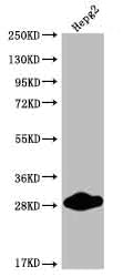 CDX1 Recombinant Monoclonal Antibody