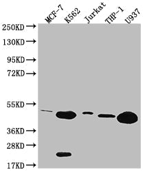 HMBS Recombinant Monoclonal Antibody