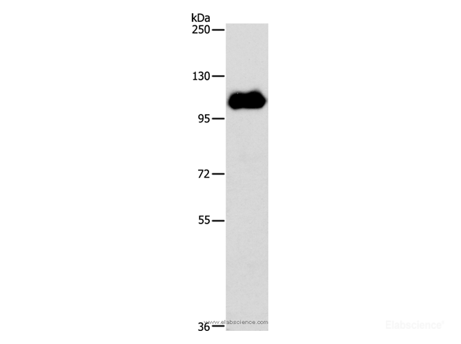 Western Blot analysis of HT-29 cell using NOTCH1 Polyclonal Antibody at dilution of 1:600