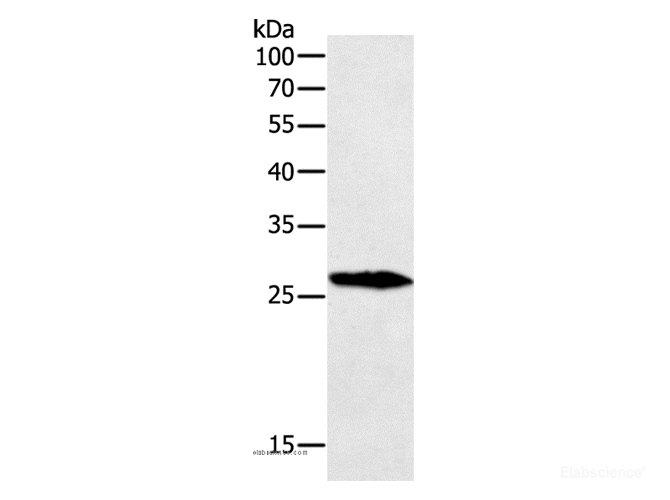 Western Blot analysis of Mouse testis tissue using GREM1 Polyclonal Antibody at dilution of 1:700