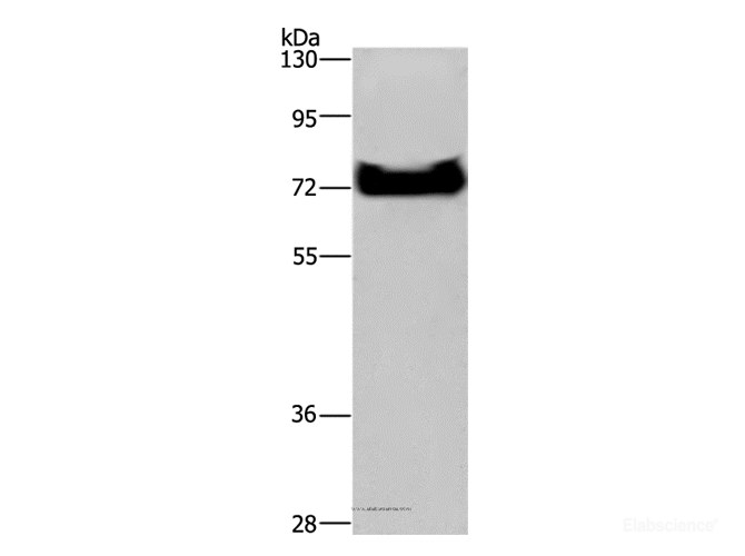 Western Blot analysis of HepG2 cell using DDX53 Polyclonal Antibody at dilution of 1:200