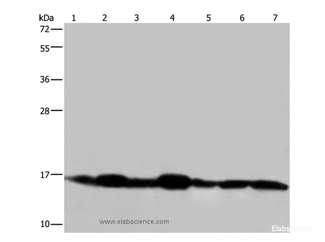 Western Blot analysis of Mouse spleen and skeletal muscle tissue, Human hepatocellular carcinoma, Mouse liver and Human placenta tissue, Hela and 293Tcell tissue using NDUFA13 Polyclonal Antibody at dilution of 1:350