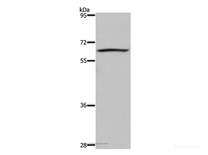 Western Blot analysis of 293T cell using DUSP8 Polyclonal Antibody at dilution of 1:200