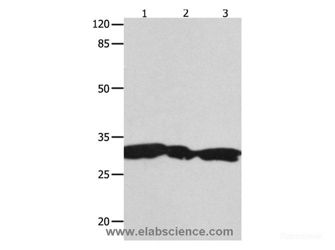 Western Blot analysis of Hela, 293T and Jurkat cell using YWHAG Polyclonal Antibody at dilution of 1:1800