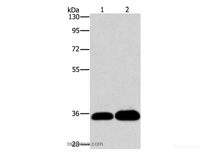Western Blot analysis of K562 and 293T cell using LIN28B Polyclonal Antibody at dilution of 1:550