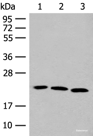 Western blot analysis of A549 HUVEC and 231 cell lysates using FGF10 Polyclonal Antibody at dilution of 1:200