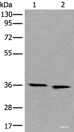 Western blot analysis of 293T and Hela cell lysates using CDC123 Polyclonal Antibody at dilution of 1:550
