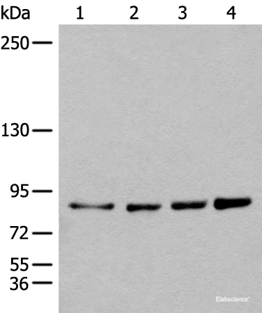 Western blot analysis of 293T Hela K562 and 231 cell lysates using PIBF1 Polyclonal Antibody at dilution of 1:400