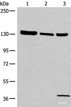 Western blot analysis of 293T cell Human testis tissue lysate A549 cell lysates using EPHA6 Polyclonal Antibody at dilution of 1:800
