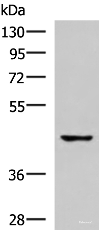 Western blot analysis of 293T cell lysate using TNFRSF10D Polyclonal Antibody at dilution of 1:500