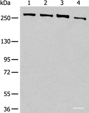 Western blot analysis of 293T cell lysates using PRPF8 Polyclonal Antibody at dilution of 1:450