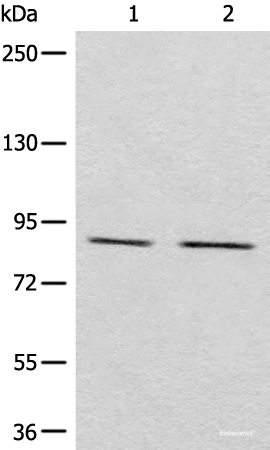 Western blot analysis of Raji and A431 cell lysates using MARK2 Polyclonal Antibody at dilution of 1:800