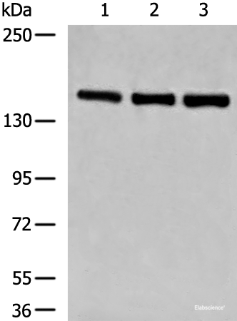 Western blot analysis of NIH/3T3 K562 and HepG2 cell lysates using LPIN1 Polyclonal Antibody at dilution of 1:850