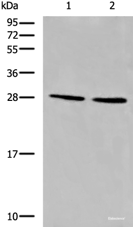 Western blot analysis of LOVO and 231 cell lysates using CYB5D1 Polyclonal Antibody at dilution of 1:650
